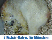 Zwei Eisbär-Babys für „Giovanna“ - am 09.12.2013 stellt sich der Münchner Nachwuchs ein (©Foto: Tierpark Hellabrunn)